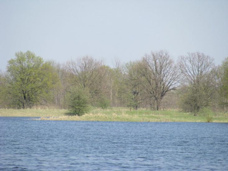 Миси з panoramio.com - Mysy