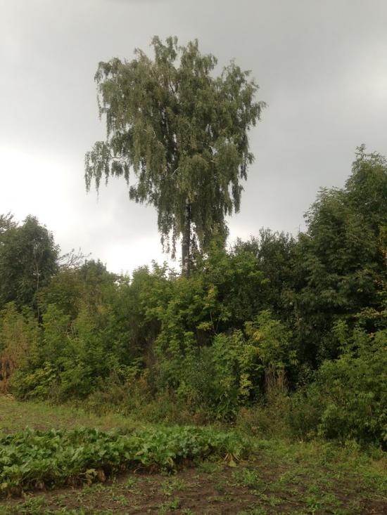 Тишевичі з panoramio.com - Тишевичі