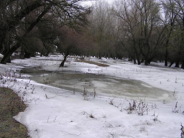 Кислиця з panoramio.com - Кислица