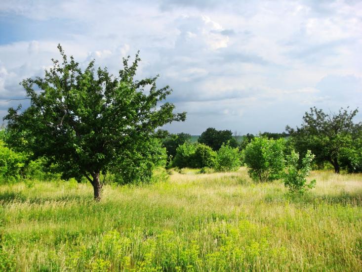 Гур'їв Козачок з panoramio.com - Guryiv Kozachok