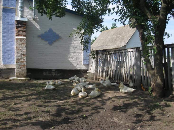 Косівка з panoramio.com - Косівка