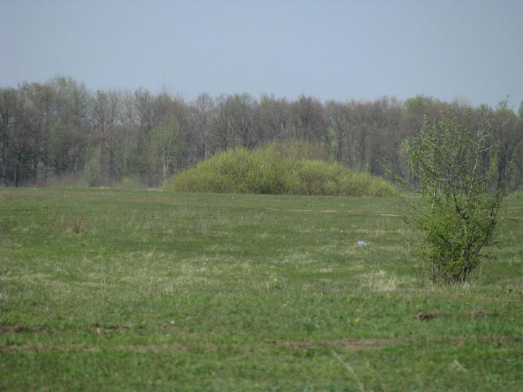 Миси з panoramio.com - Mysy