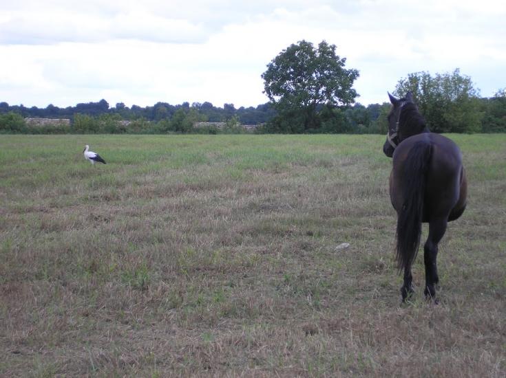 Ягідне з panoramio.com - Ягідне
