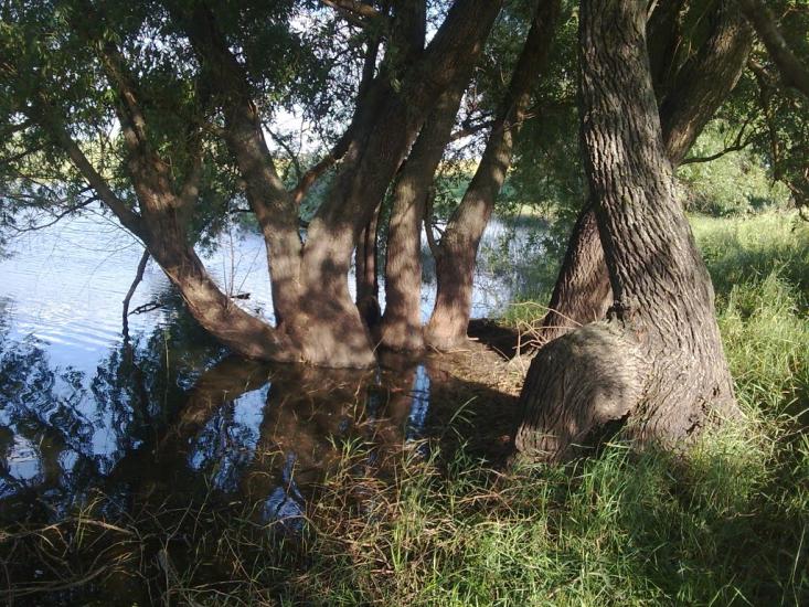 Першотравенка з panoramio.com - Першотравенка