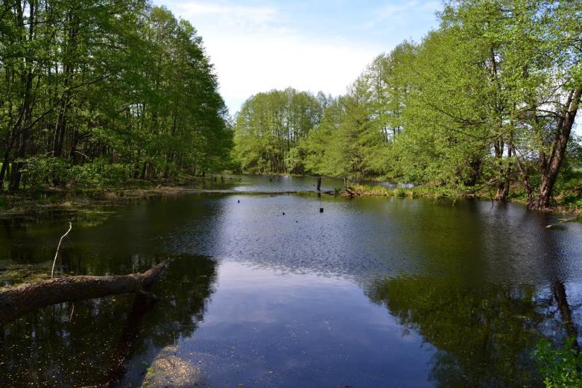 Кардашівка з panoramio.com - Кардашівка