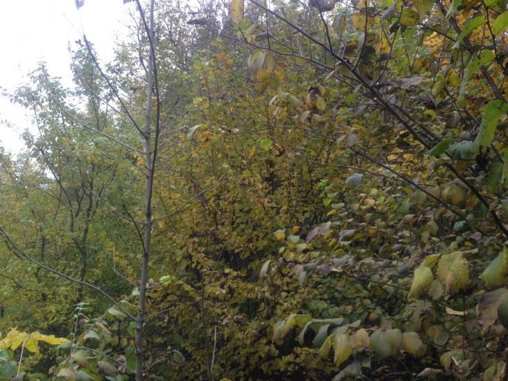 Тишевичі з panoramio.com - Тишевичі