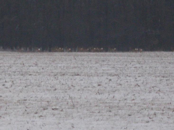 Кищенці з panoramio.com - Кищенцы