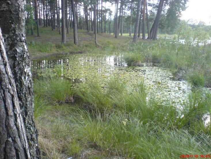 Варварівка з panoramio.com - Варварівка
