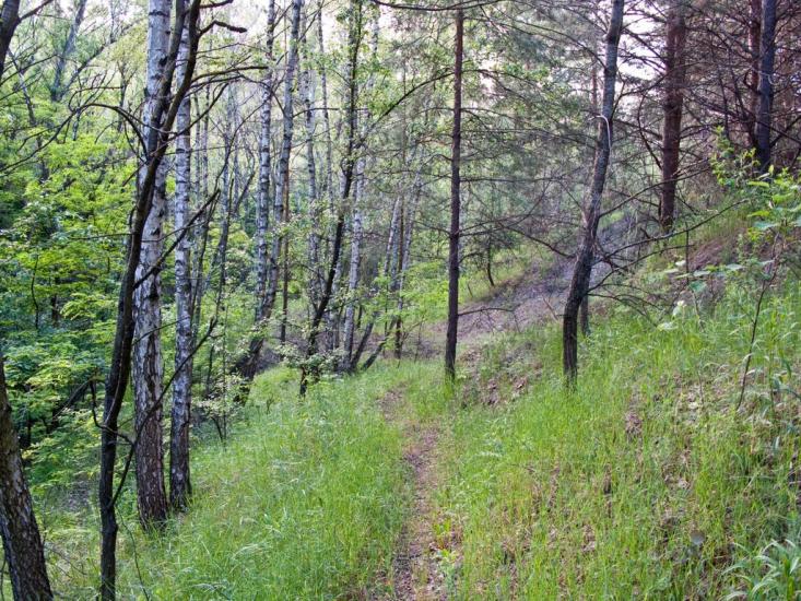 Луковиця з panoramio.com - Луковица