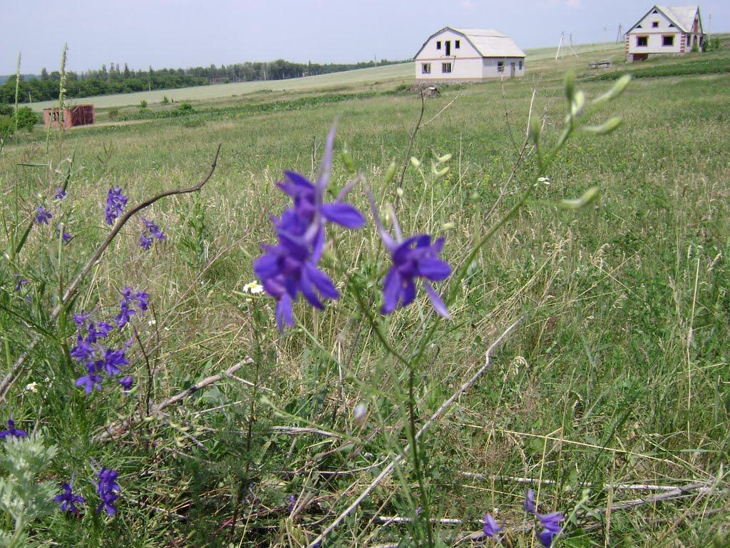 Нові Санжари з panoramio.com - Новые Санжары