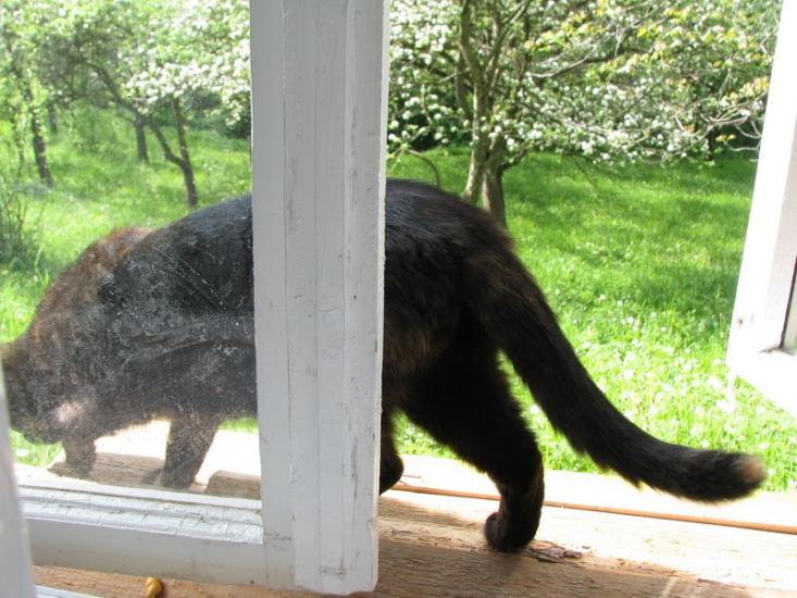 Баня-Березів з panoramio.com - Banya-Bereziv