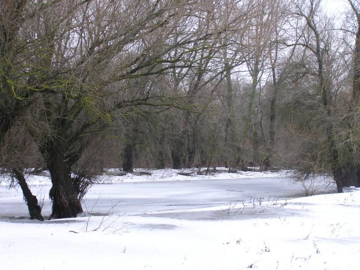 Кислиця з panoramio.com - Кислица