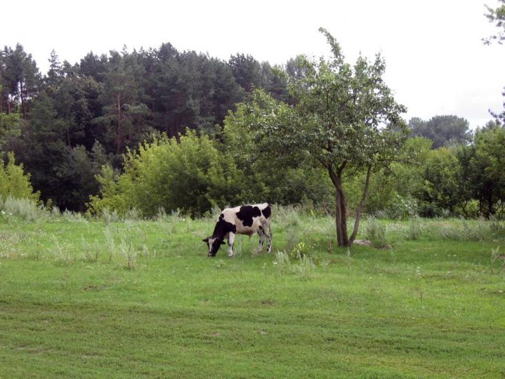 Іванків з panoramio.com - Іванків