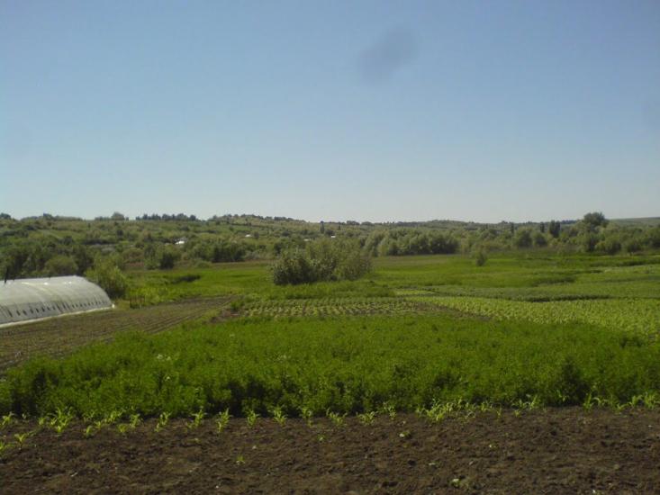 Криве Озеро з panoramio.com - Crepe Lake