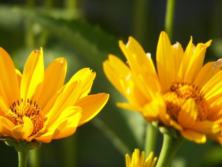 Корнин з panoramio.com - Корнин