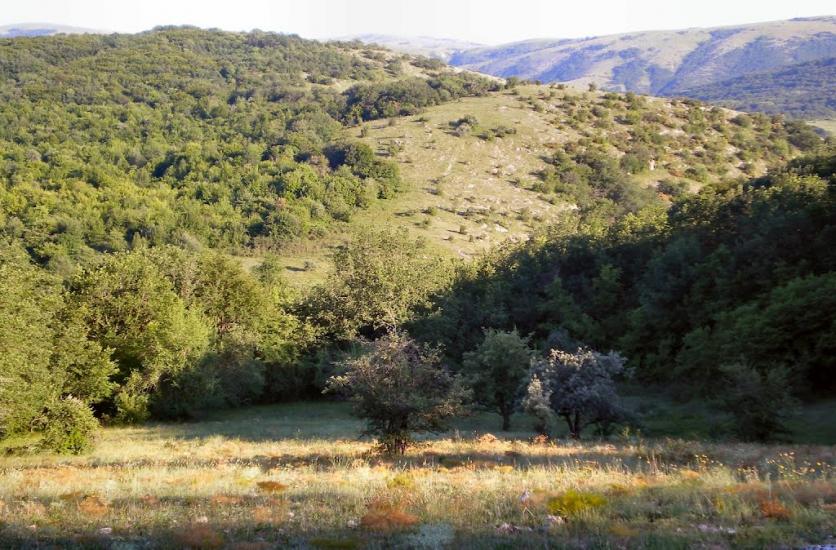 Пчолине з panoramio.com - Pcholyne