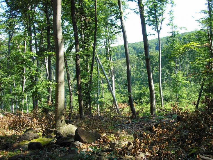 Гута з panoramio.com - Гута