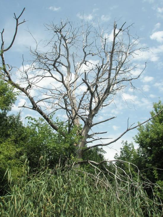 Балівка з panoramio.com - Балівка