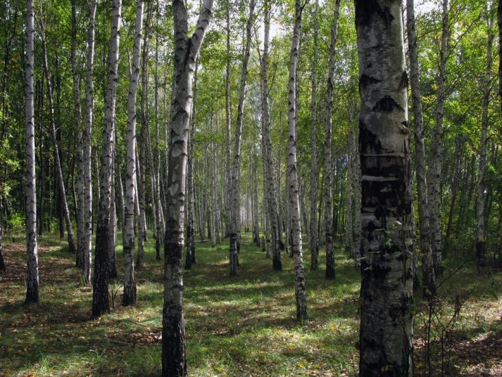 Мала Ганнівка з panoramio.com - Малая Анновка