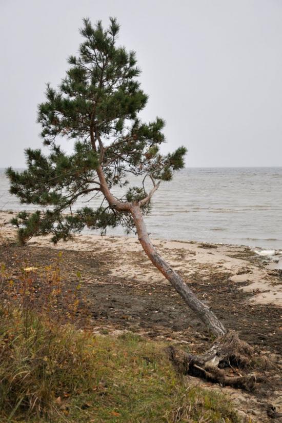 Толокунь з panoramio.com - Толокунь