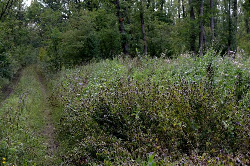 Новошевченкове з panoramio.com - Novoshevchenkove