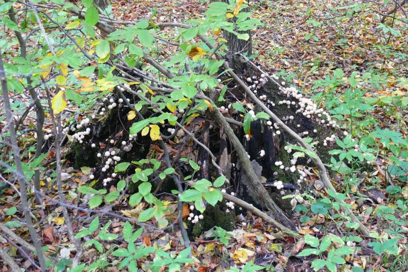 Відники з panoramio.com - Водники