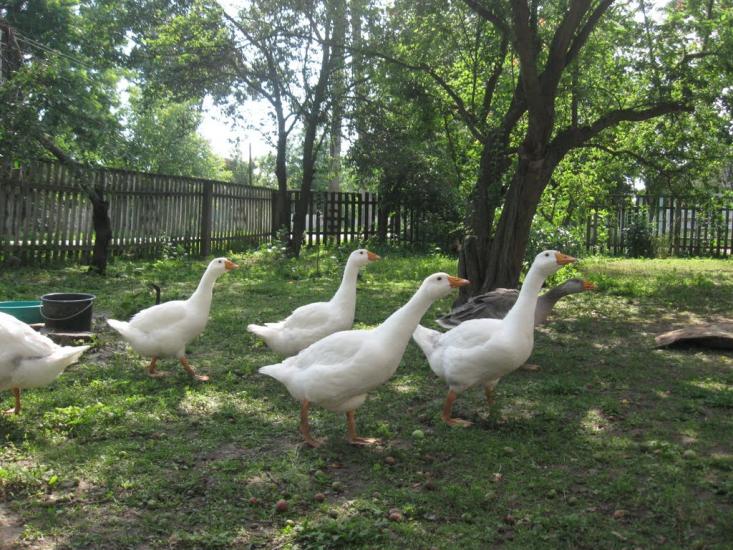 Косівка з panoramio.com - Косівка