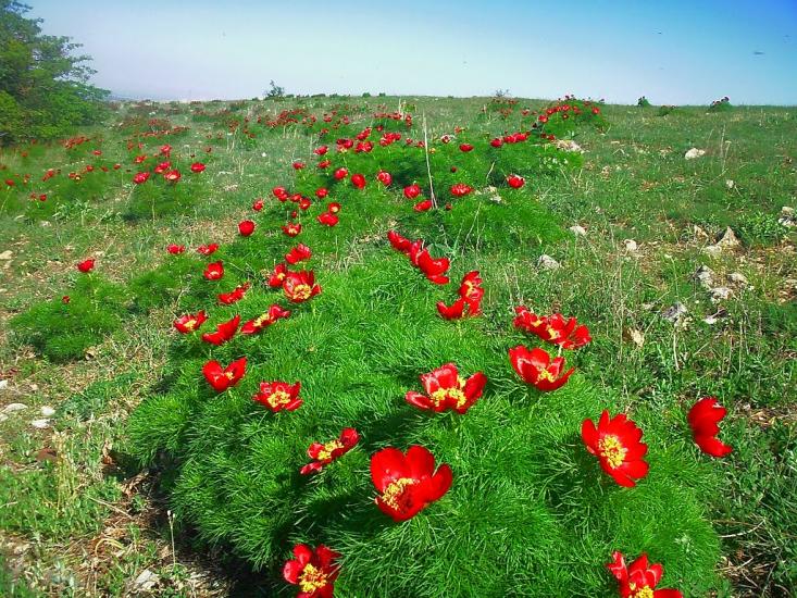 Лазарівка з panoramio.com - Lazarivka