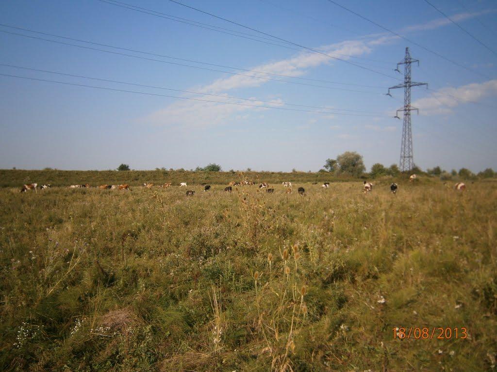 Берездівці з panoramio.com - Берездівці
