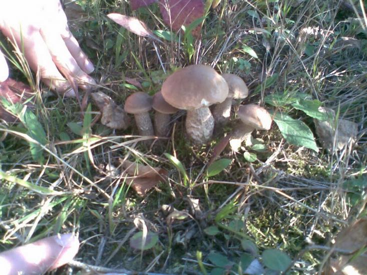 Климовиця з panoramio.com - Климовиця