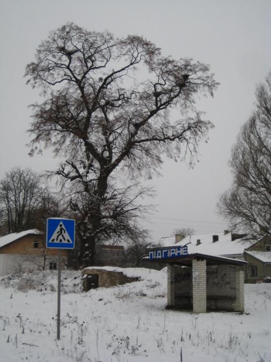 Підгірне з panoramio.com - Підгірне