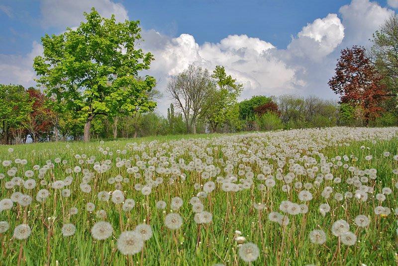 Олександрівка з panoramio.com - Олександрівка