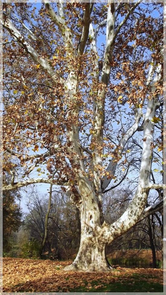 Галабор з panoramio.com - Galabor
