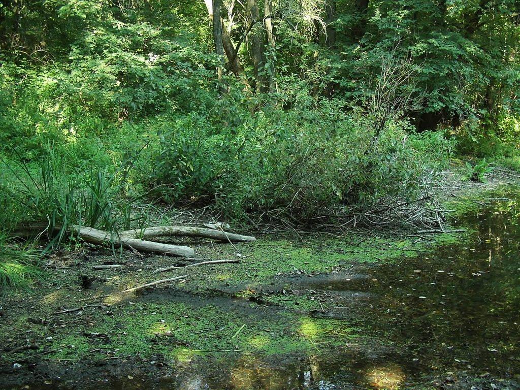 Приліпка з panoramio.com - Прилипка