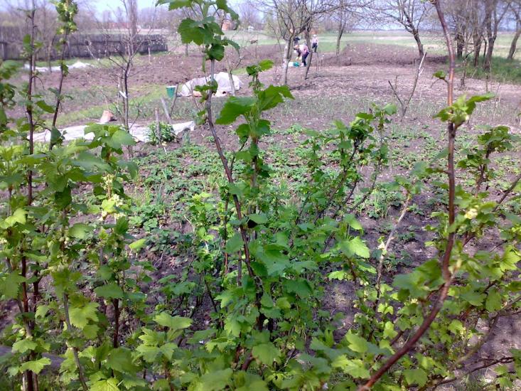 Чайківка з panoramio.com - Чайківка