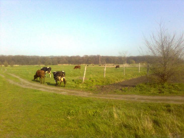 В'язівок з panoramio.com - В'язівок