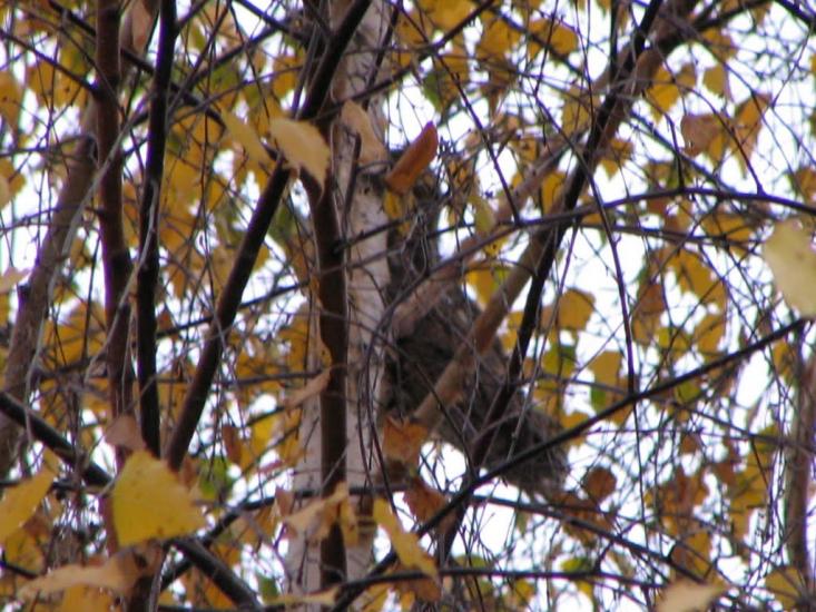 Глиняни з panoramio.com - Глиняни