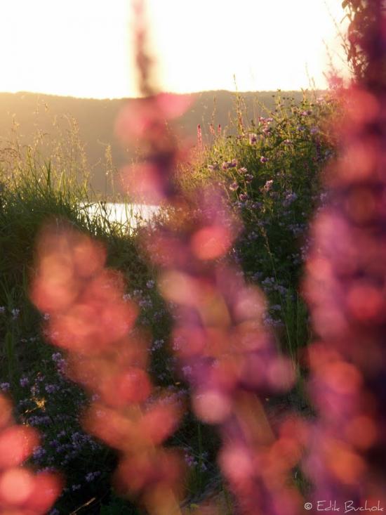 Дністрівка з panoramio.com - Днестровка