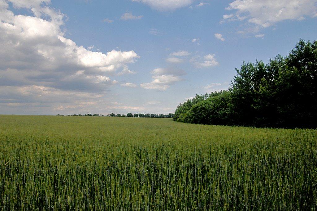 Діброва з panoramio.com - Діброва