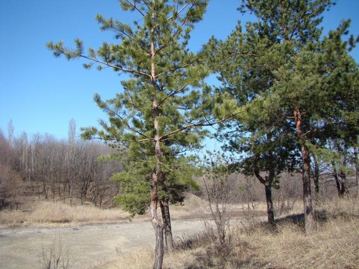 Антрацит з panoramio.com - Антрацит