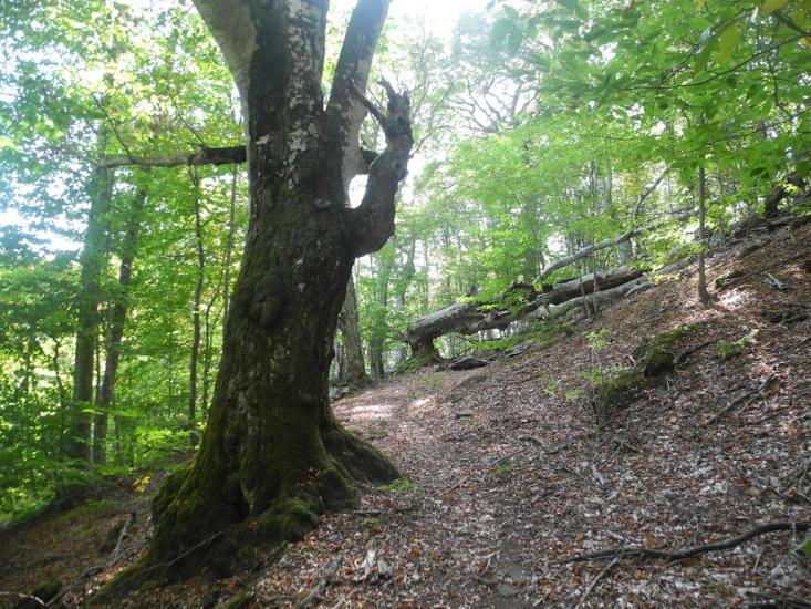 Зеленогір'я з panoramio.com - Зеленогорье