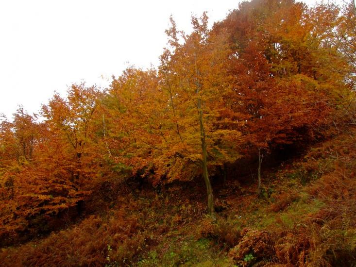 Свалява з panoramio.com - Свалява