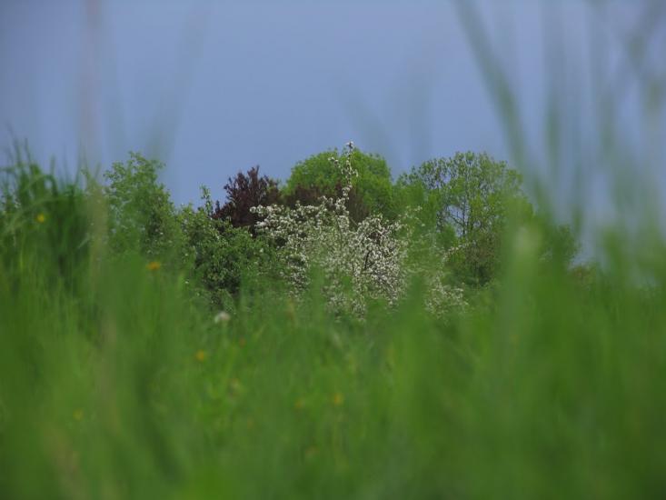 Зарубинці з panoramio.com - Zarubyntsi