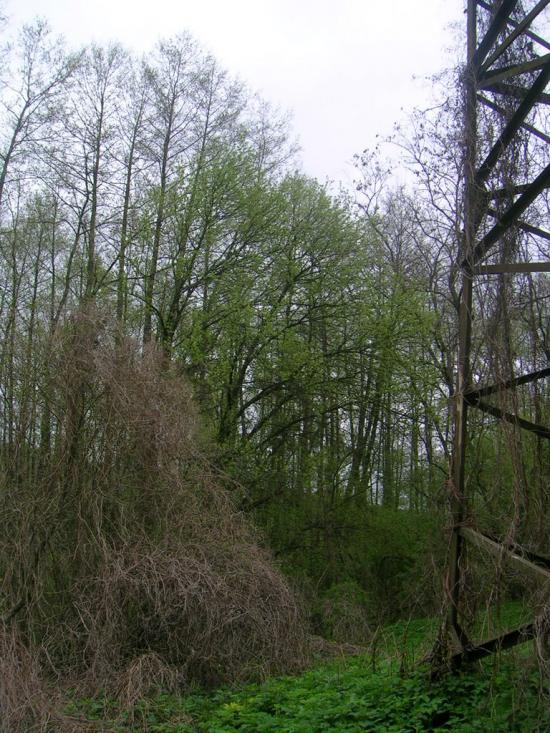 Северинівка з panoramio.com - Северинівка