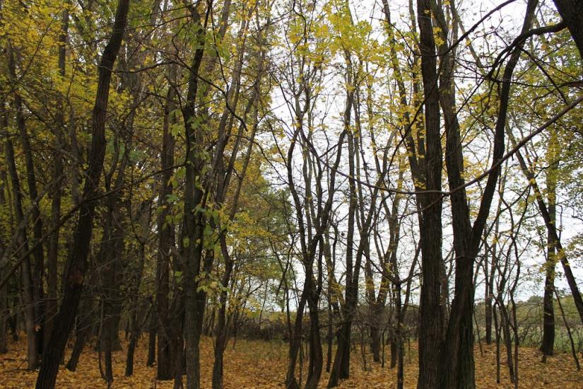 Тисобикень з panoramio.com - Тисобикень