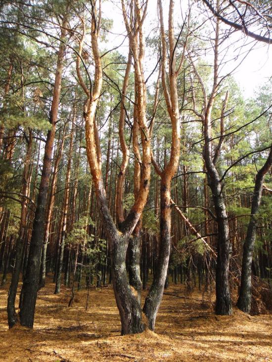 Будилівка з panoramio.com - Будилівка