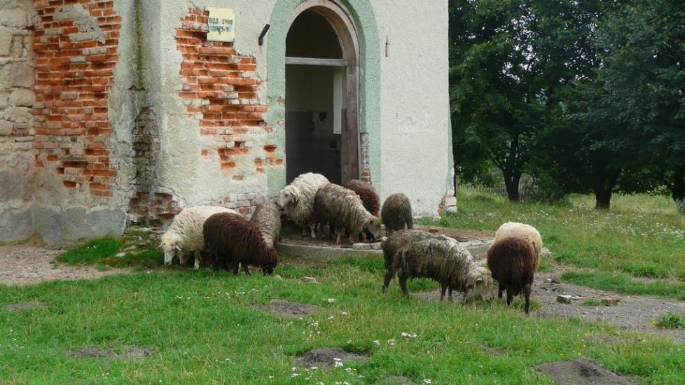 Чемеринці з panoramio.com - Chemeryntsi