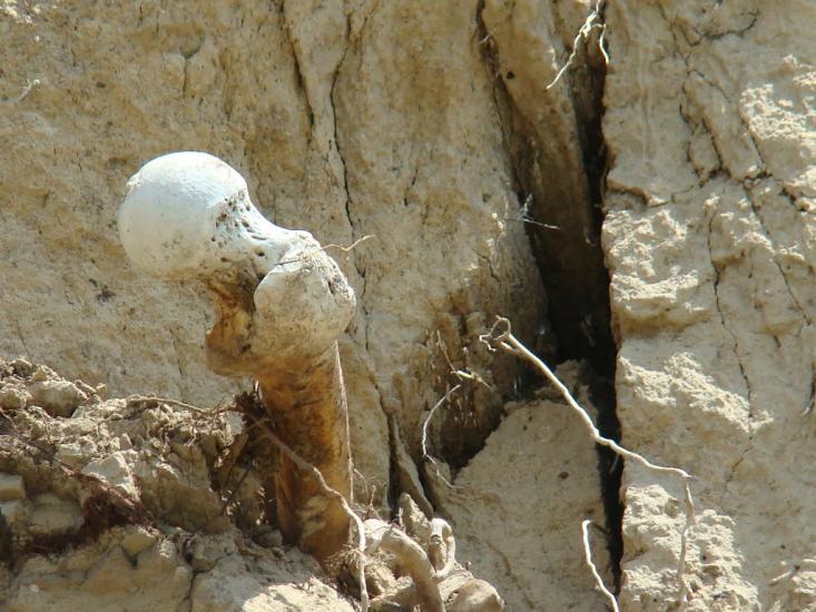 Пронозівка з panoramio.com - Пронозівка