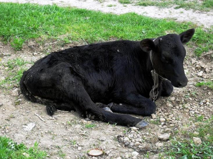 Троїцьке з panoramio.com - Троїцьке