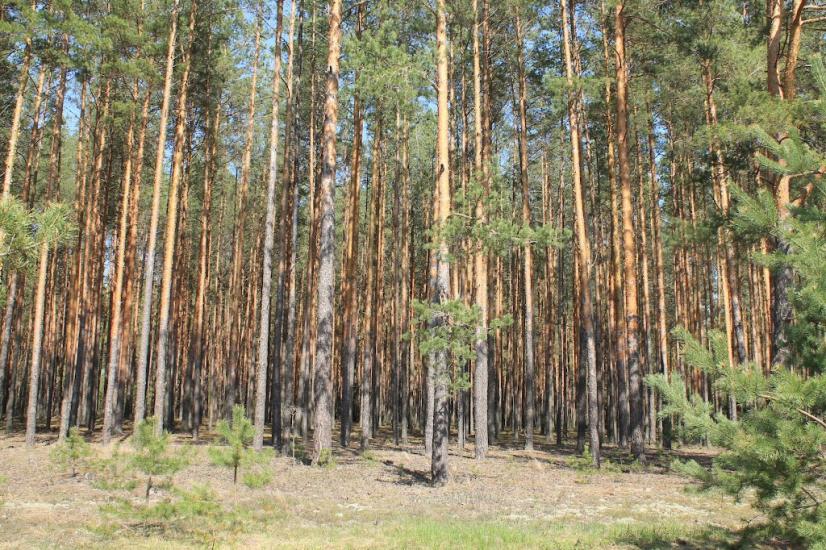 Мелені з panoramio.com - Мелені